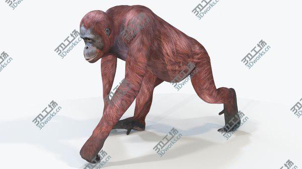 images/goods_img/20210312/Orangutan Female Animated 3D model/4.jpg
